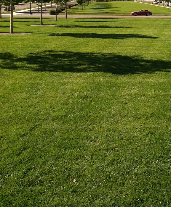 Maintenance Lawn