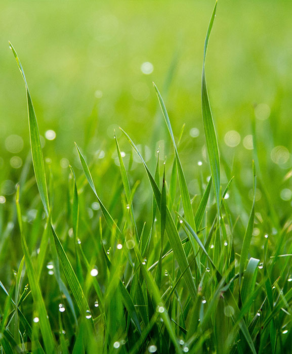 Water Management Grass